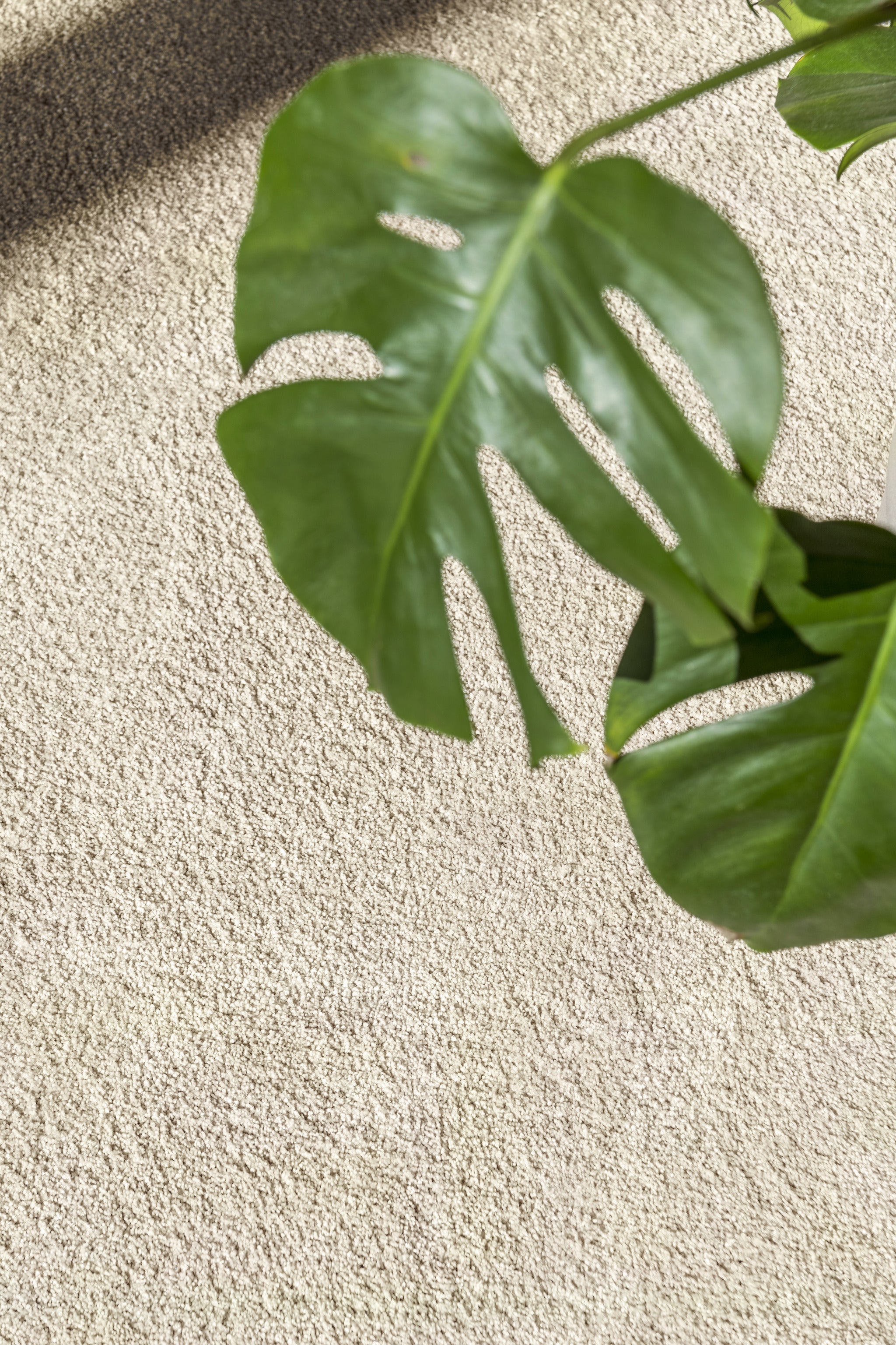 Premium Satino Romeo carpet
