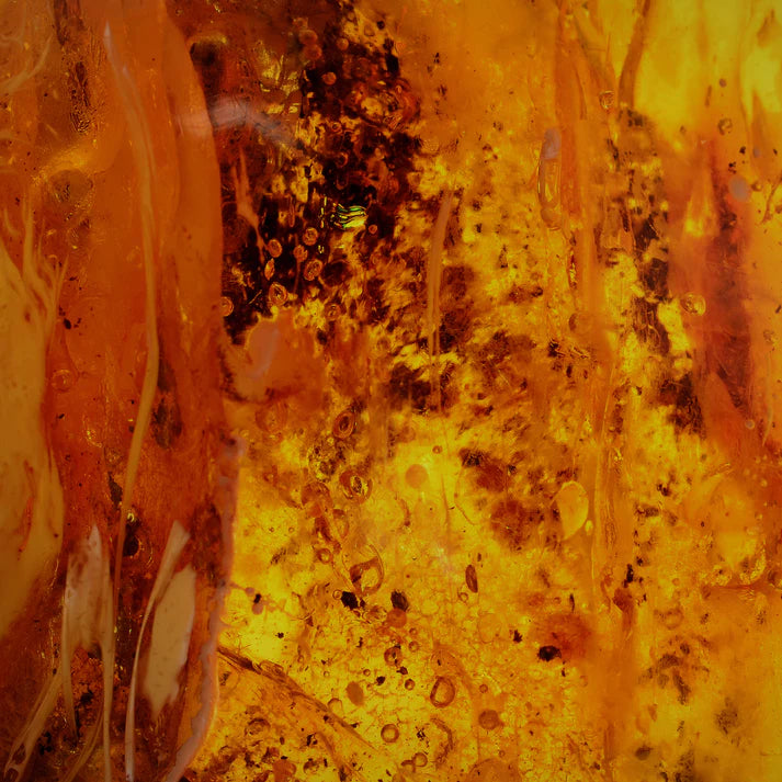 Oriental Amber