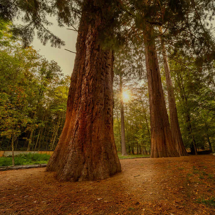 Red Sequoia
